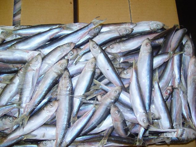 Baltic herring 