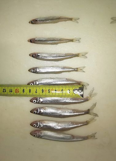 Smelt from lake 